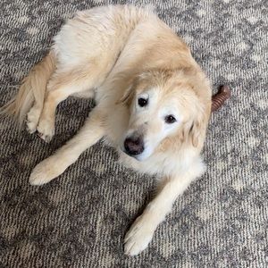 Meet your Posher, Shelby